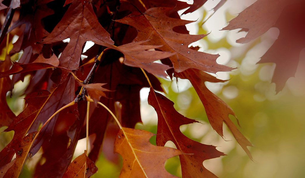 Stoltzfus Hardwoods: Wood Species We Source - Red Oak