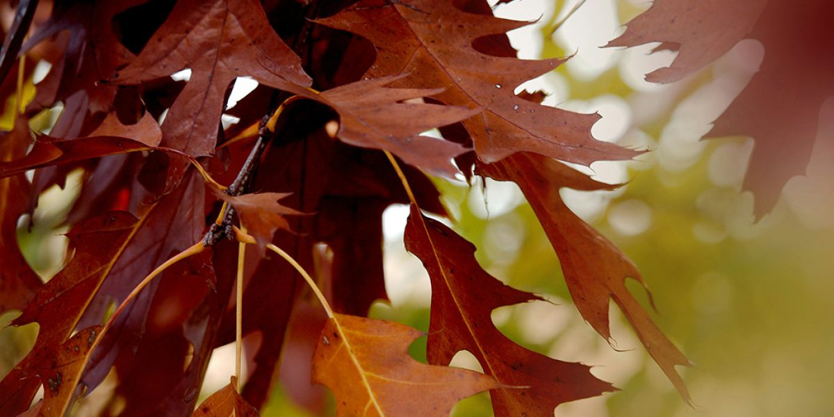 ann-g-iAWRAB7yFDU-unsplash-RedOak