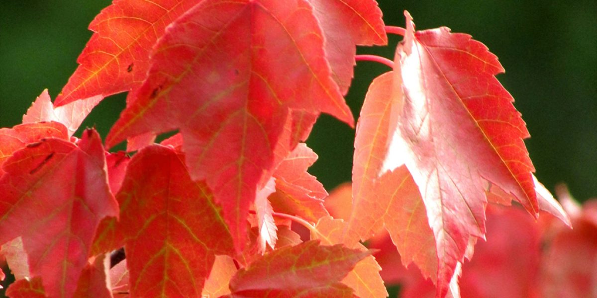 diana-roberts-7GuBowlo7hI-unsplash-RedMaple