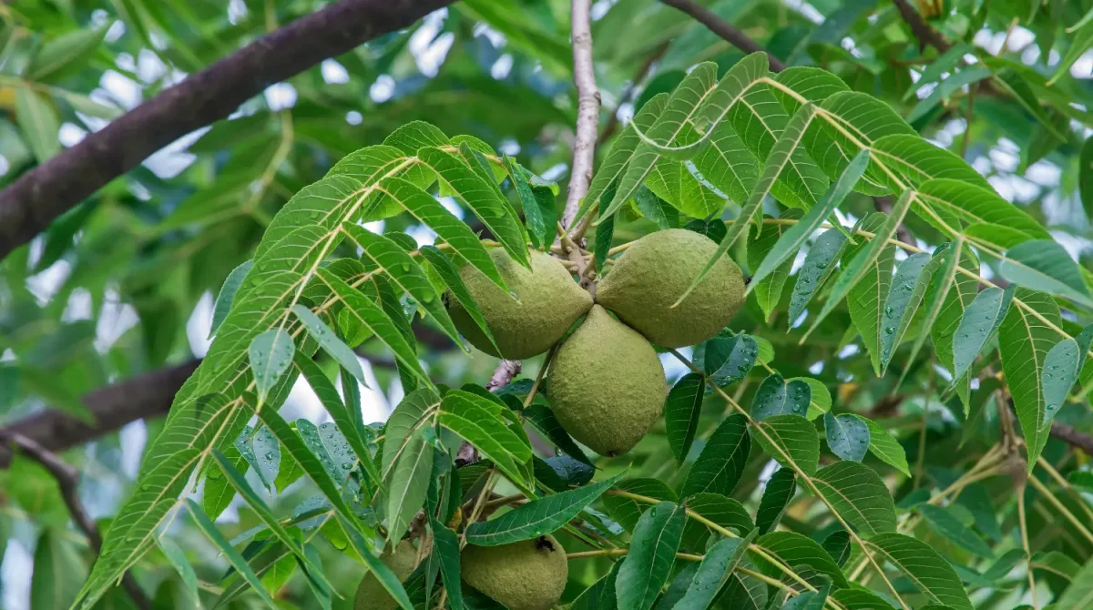 A close up of a few walnuts growing in a walnut tree.
